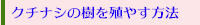クチナシの樹を殖やす方法