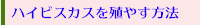 ハイビスカスを殖やす方法