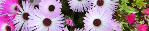 DSCF0442.JPG
